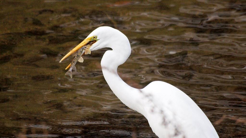 Great Egret with prey by coniferconifer is licensed under CC BY 2.0